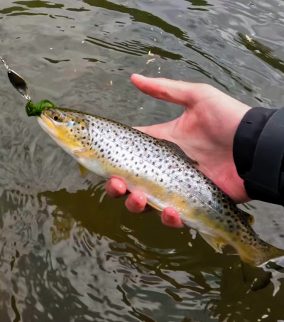 Wahadłówka Zephyr 3,3cm Kolor "Natural"