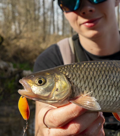 Wahadłówka Zephyr 3,3cm Kolor "Natural"